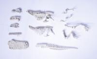 Sada na vykopávání dinosaura, 3 druhy